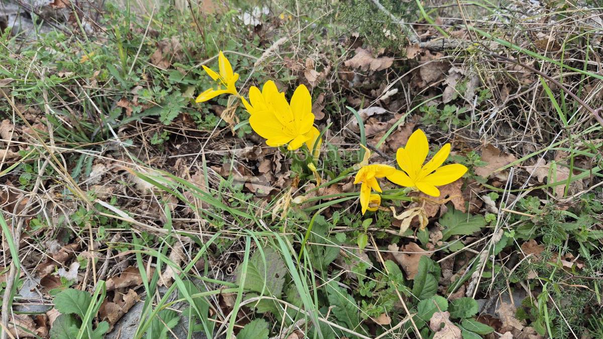 Zazidljivo zemljišče Rakalj, Marčana, 2.878m2