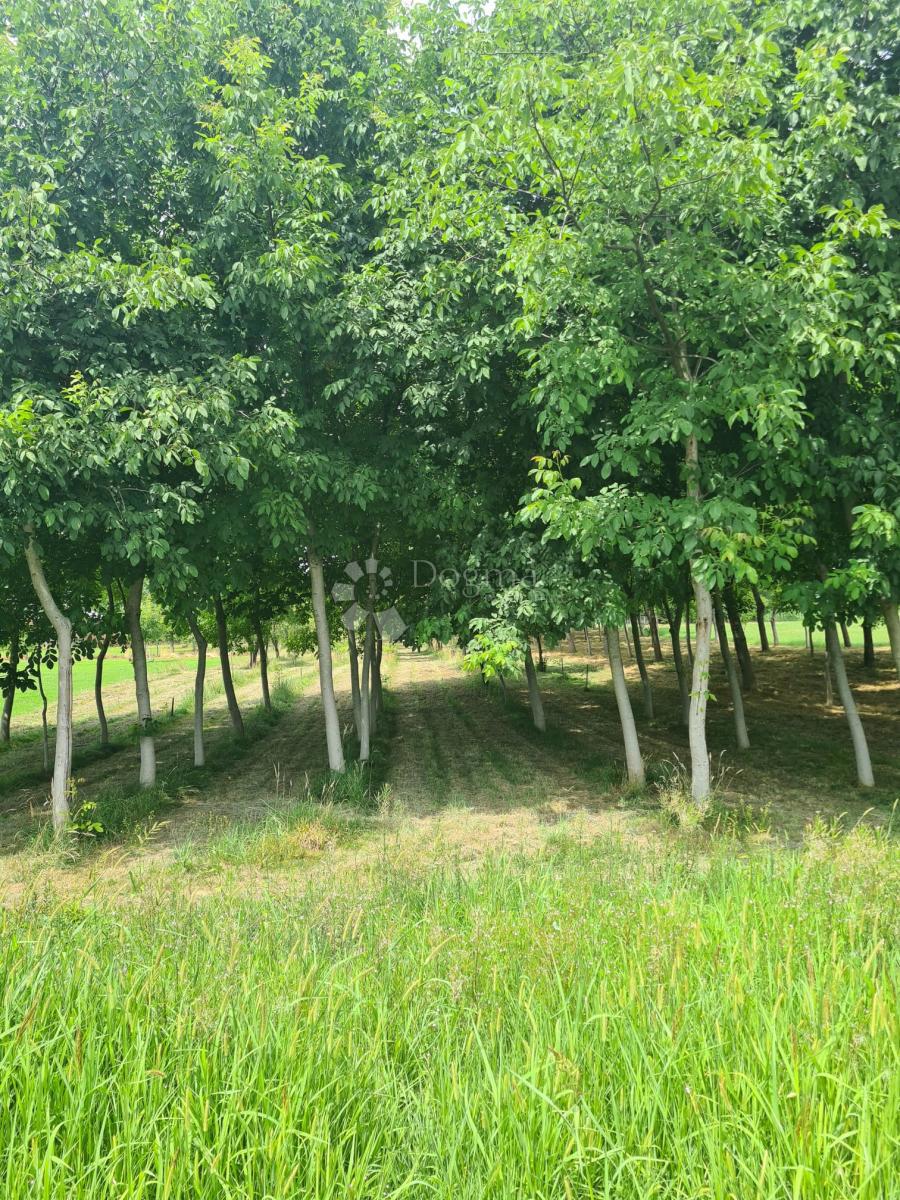 Hiša Čalinec, Maruševec, 7.188m2