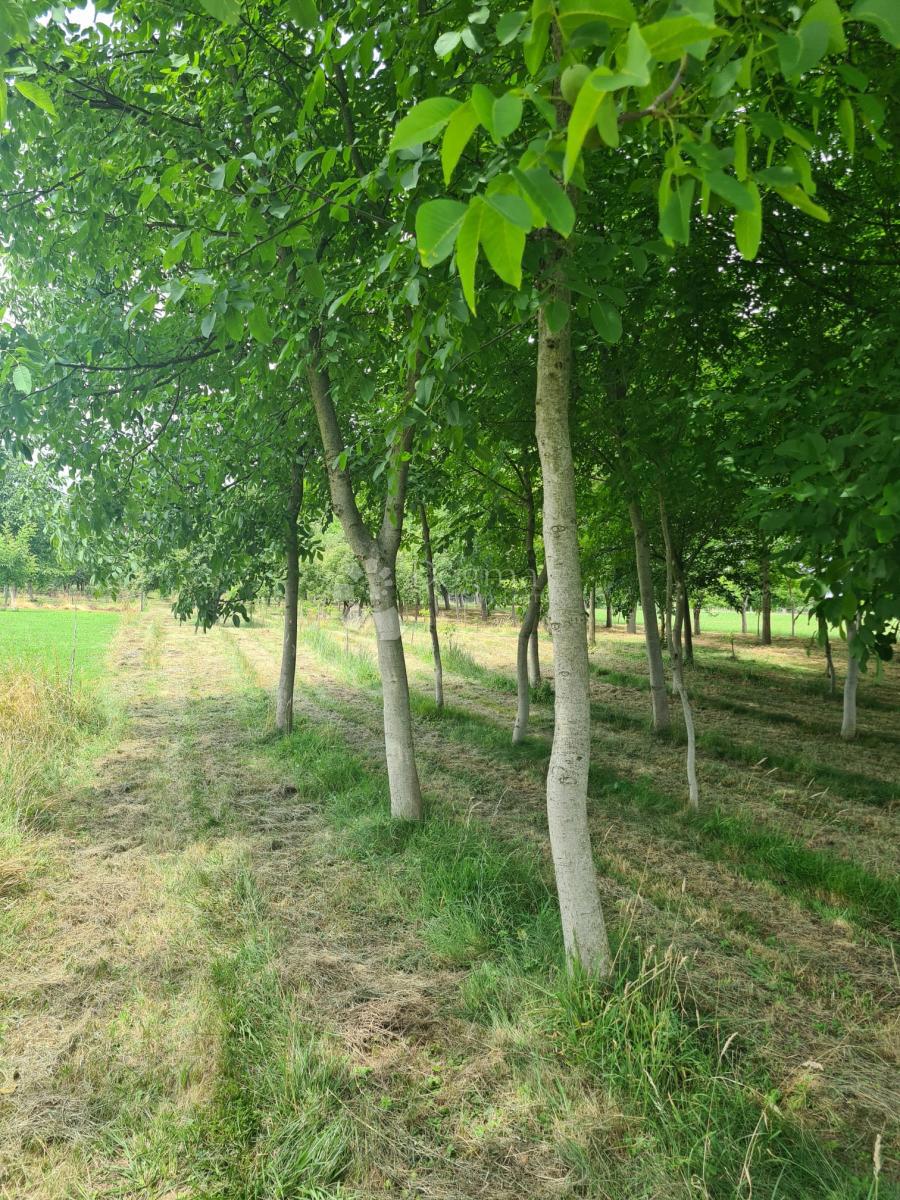 Hiša Čalinec, Maruševec, 7.188m2