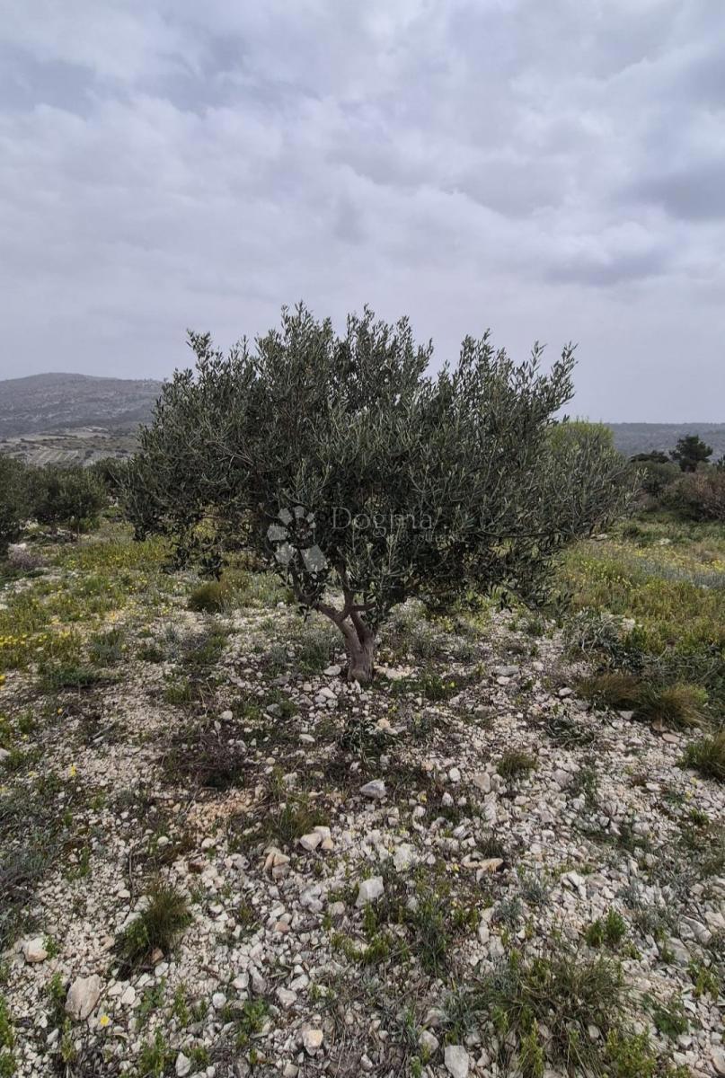 Kmetijsko zemljišče Ložnice, Primošten, 2.484m2