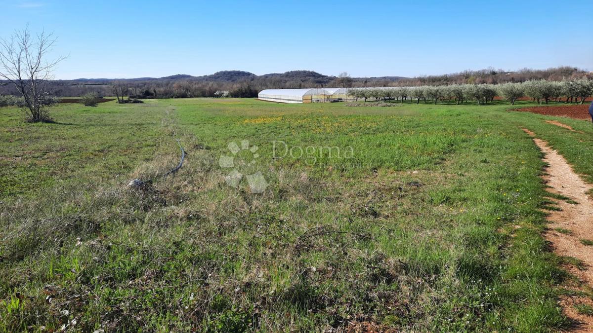 Kmetijsko zemljišče Kadumi, Poreč, 7.670m2