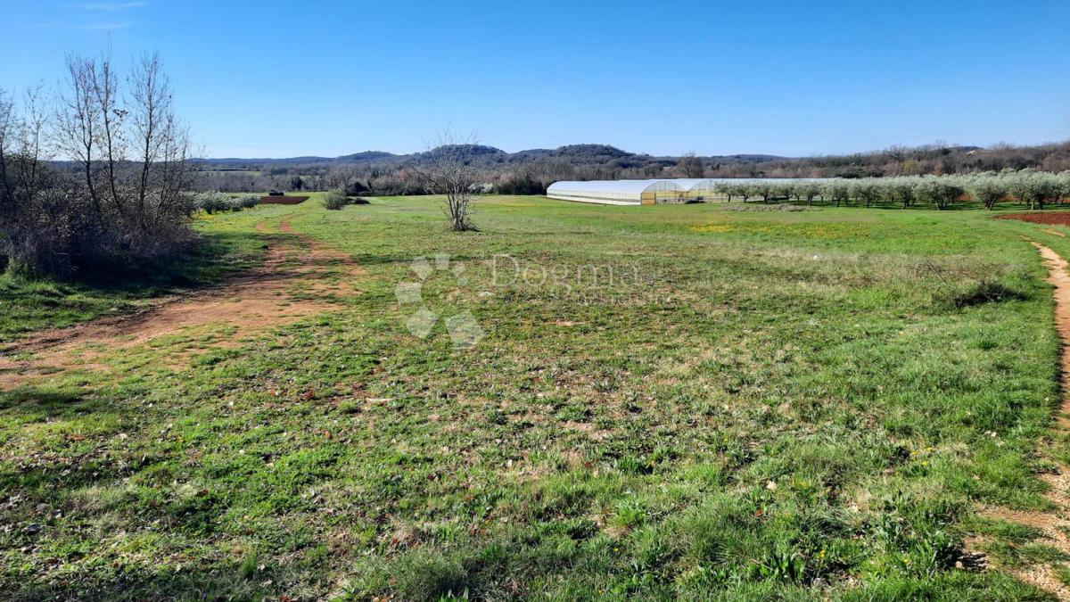 Kmetijsko zemljišče Kadumi, Poreč, 7.670m2
