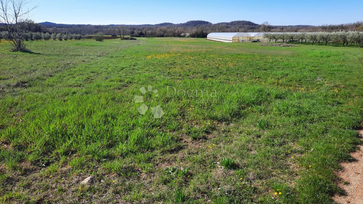 Kmetijsko zemljišče Kadumi, Poreč, 7.670m2