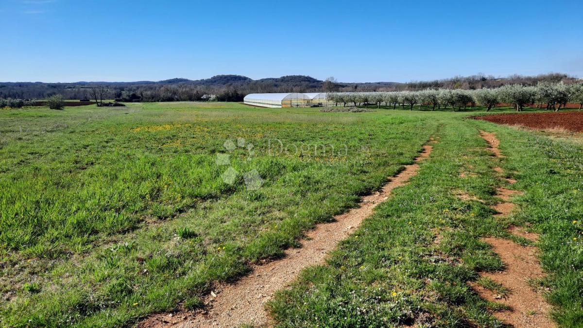 Kmetijsko zemljišče Kadumi, Poreč, 7.670m2