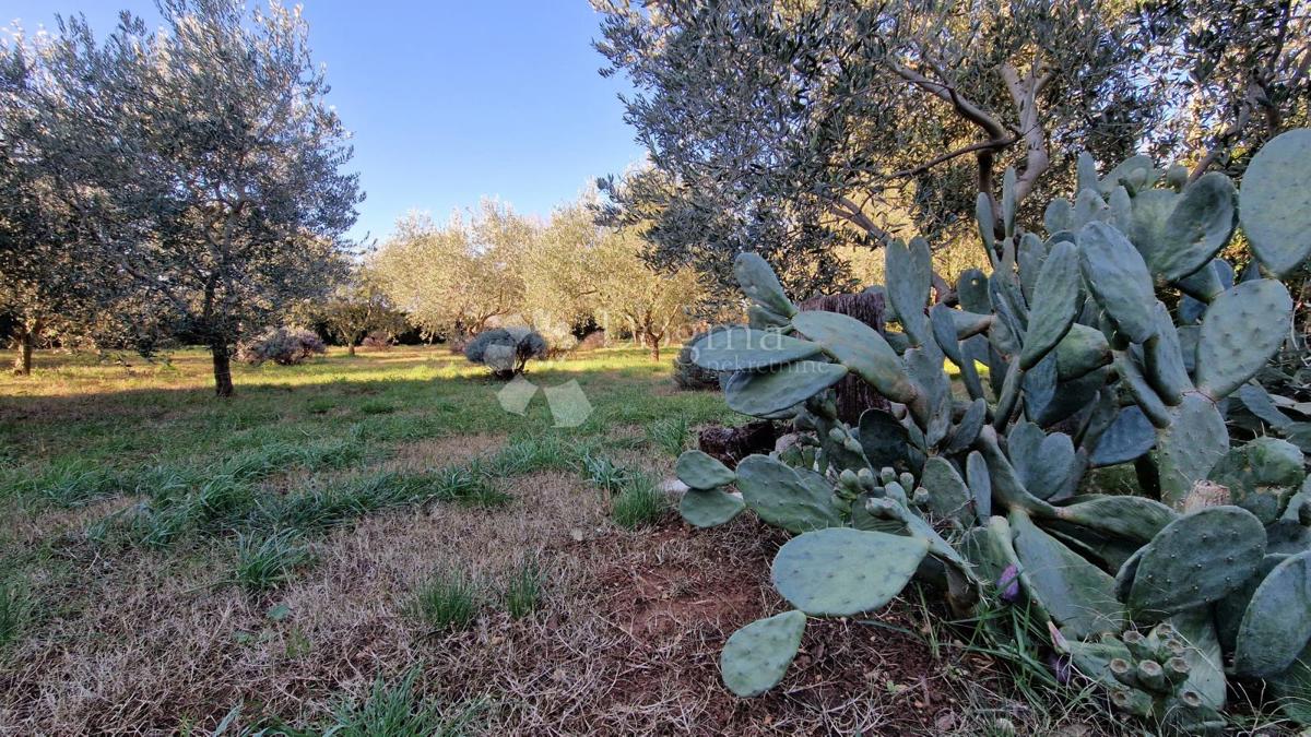 Hiša z 2 apartmajema v Galižani - pogled na morje in Pulj