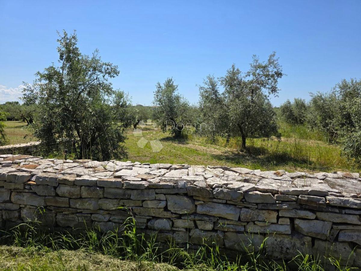 Zazidljivo zemljišče Umag, 8.056m2