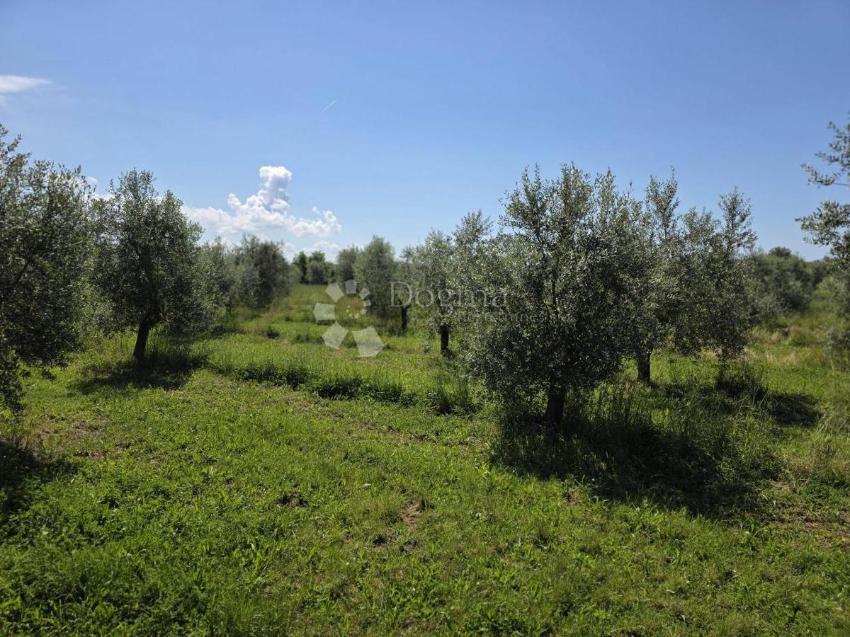 Zazidljivo zemljišče Umag, 8.056m2