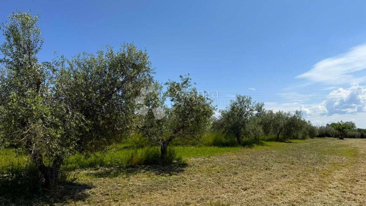 Zazidljivo zemljišče Umag, 8.056m2