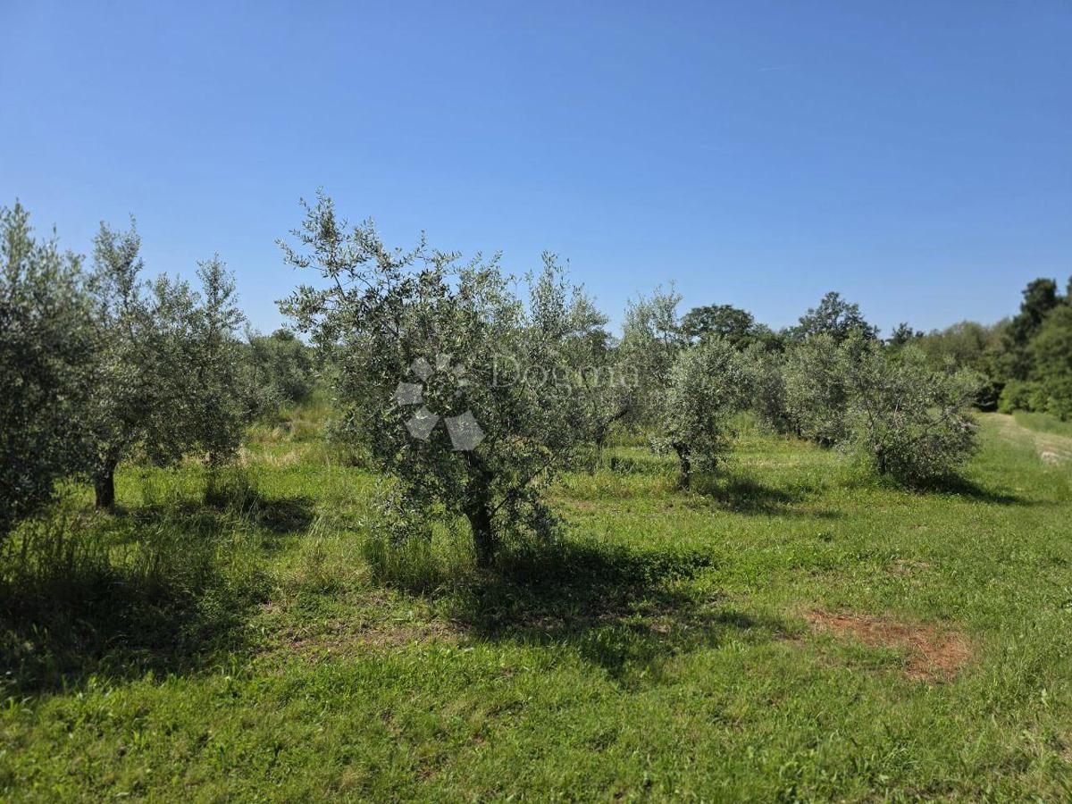 Zazidljivo zemljišče Umag, 8.056m2