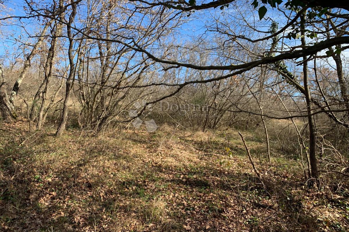 Kmetijsko zemljišče Mutvoran, Marčana, 35.128m2