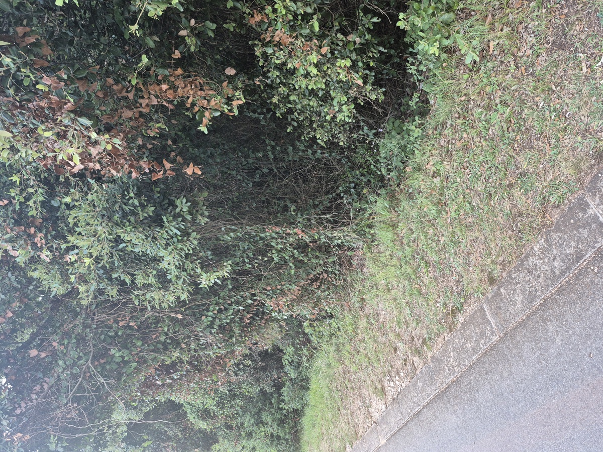 Gozdno zemljišče - Duga Uvala, 700 m od morja