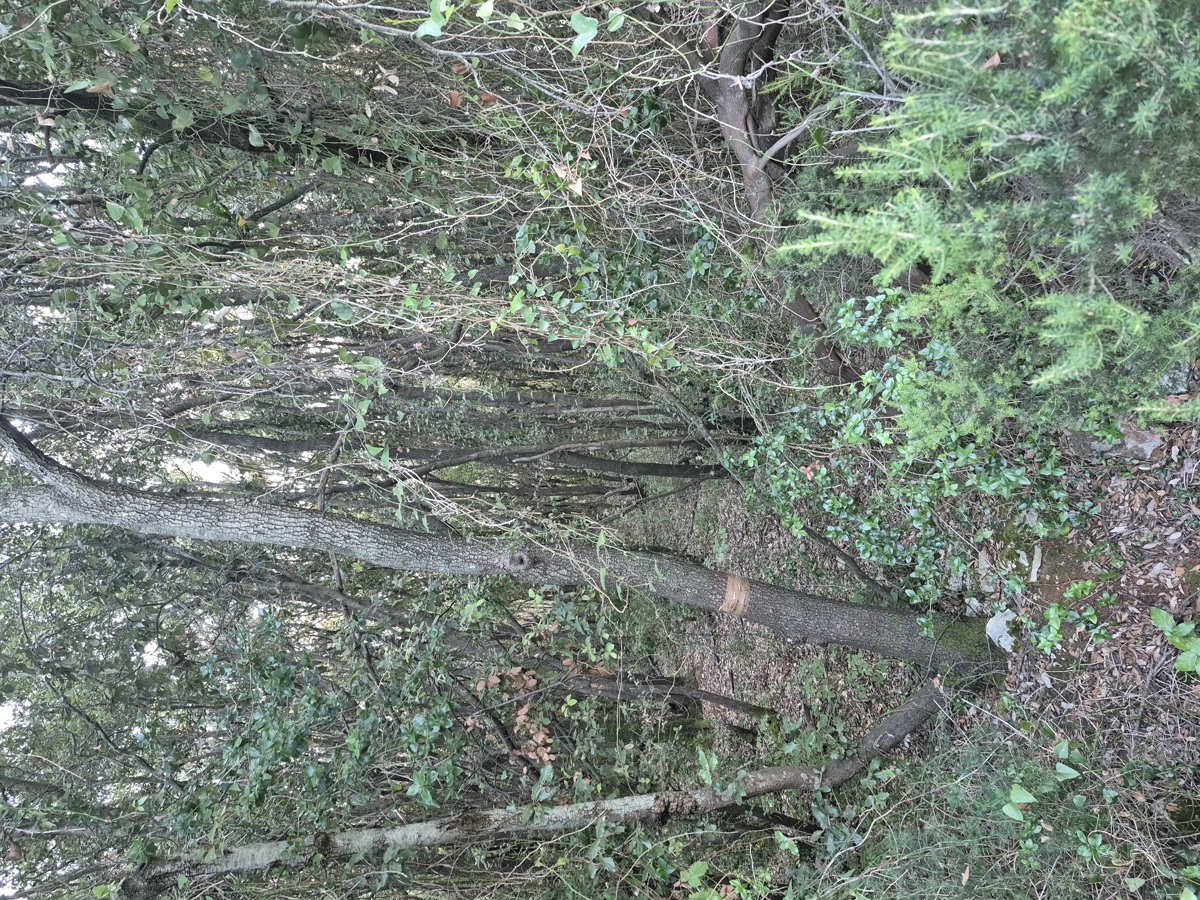 Gozdno zemljišče - Duga Uvala, 700 m od morja