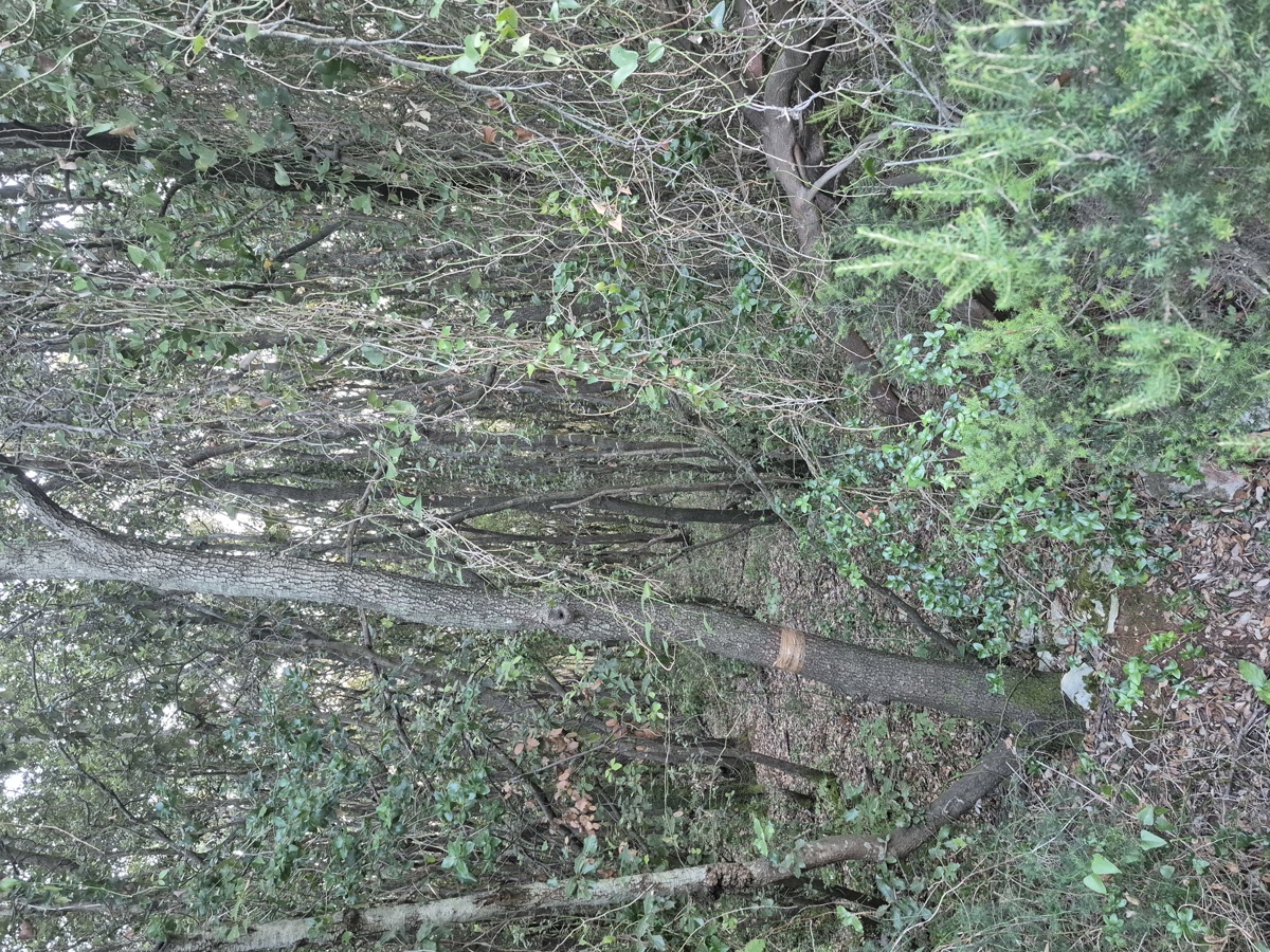 Gozdno zemljišče - Duga Uvala, 700 m od morja