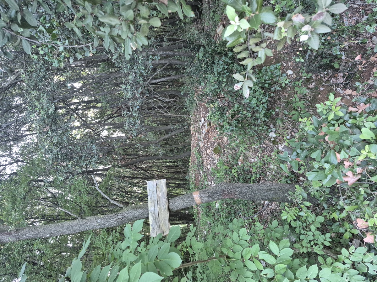 Gozdno zemljišče - Duga Uvala, 700 m od morja
