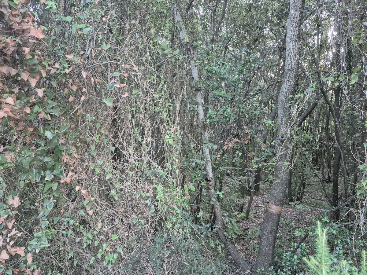 Gozdno zemljišče - Duga Uvala, 700 m od morja