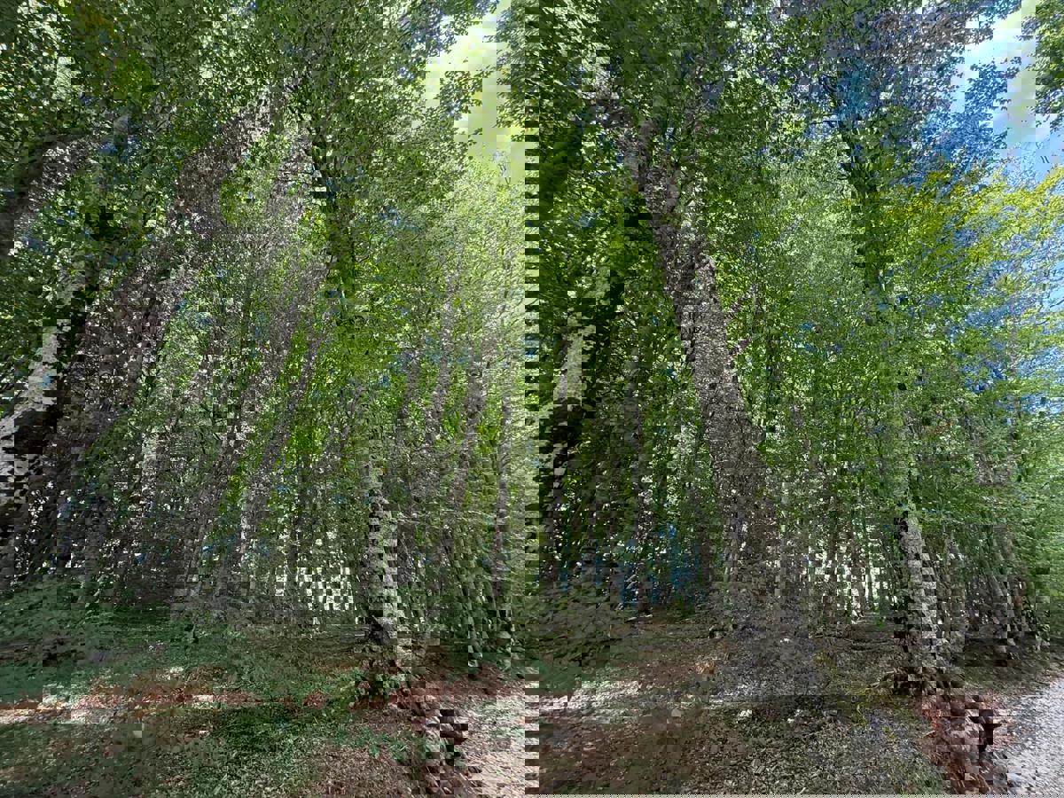 Kmetijsko zemljišče Široka Kula, Gospić - Okolica, 11.000m2