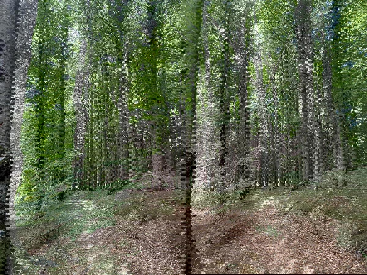 Kmetijsko zemljišče Široka Kula, Gospić - Okolica, 11.000m2