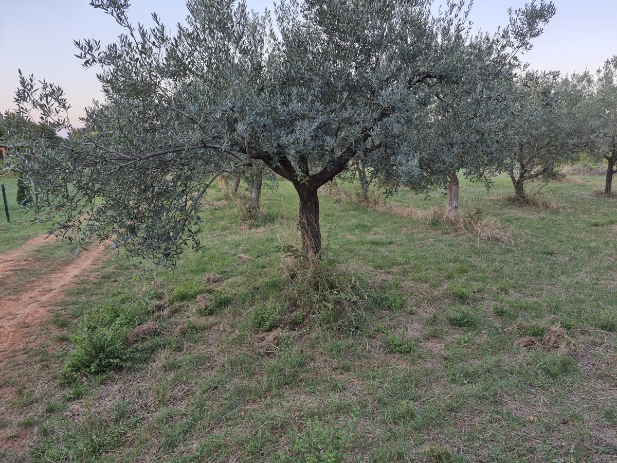 Kmetijsko zemljišče Mali Vareški, Marčana, 4.503m2