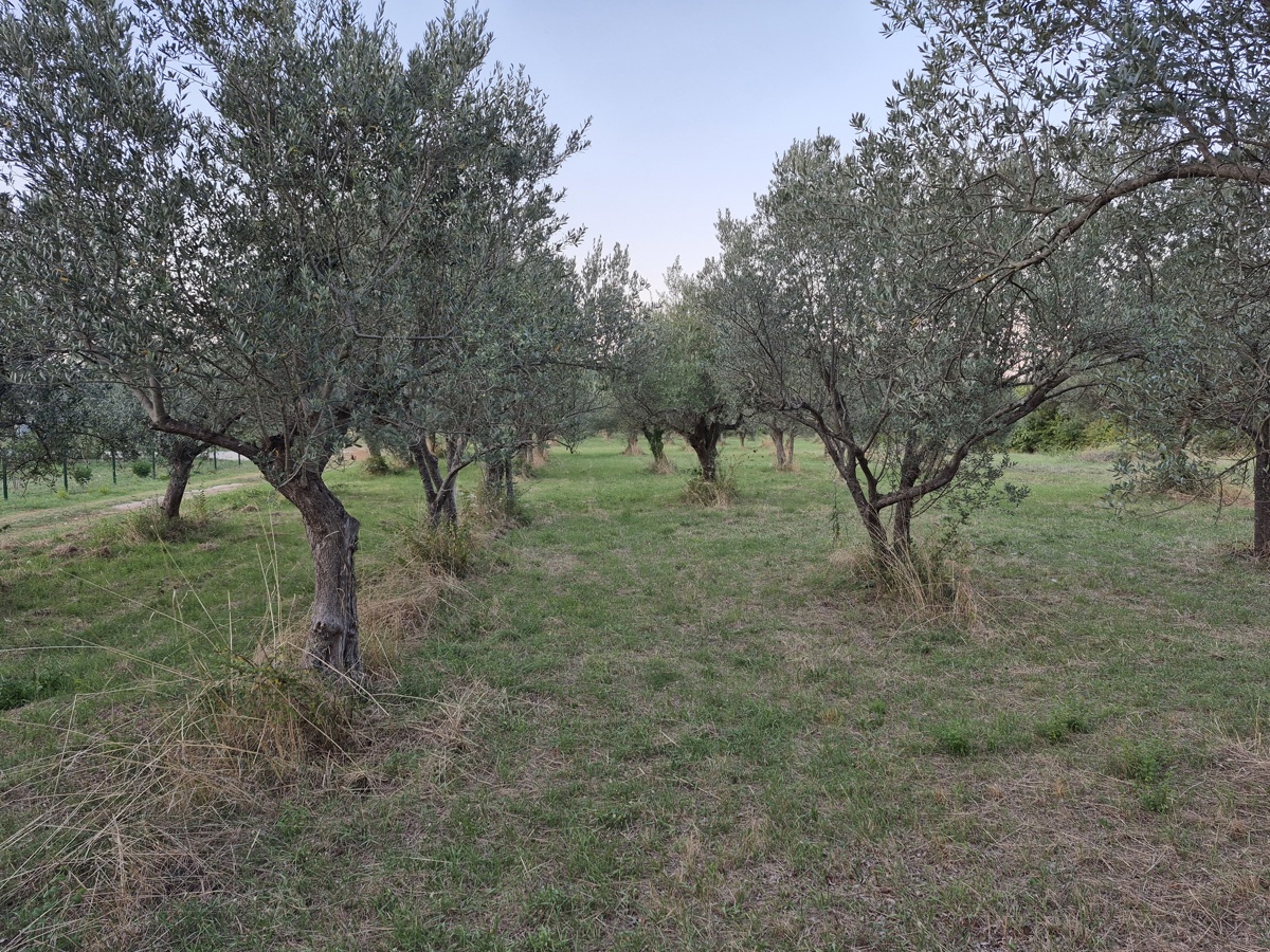 Kmetijsko zemljišče Mali Vareški, Marčana, 4.503m2