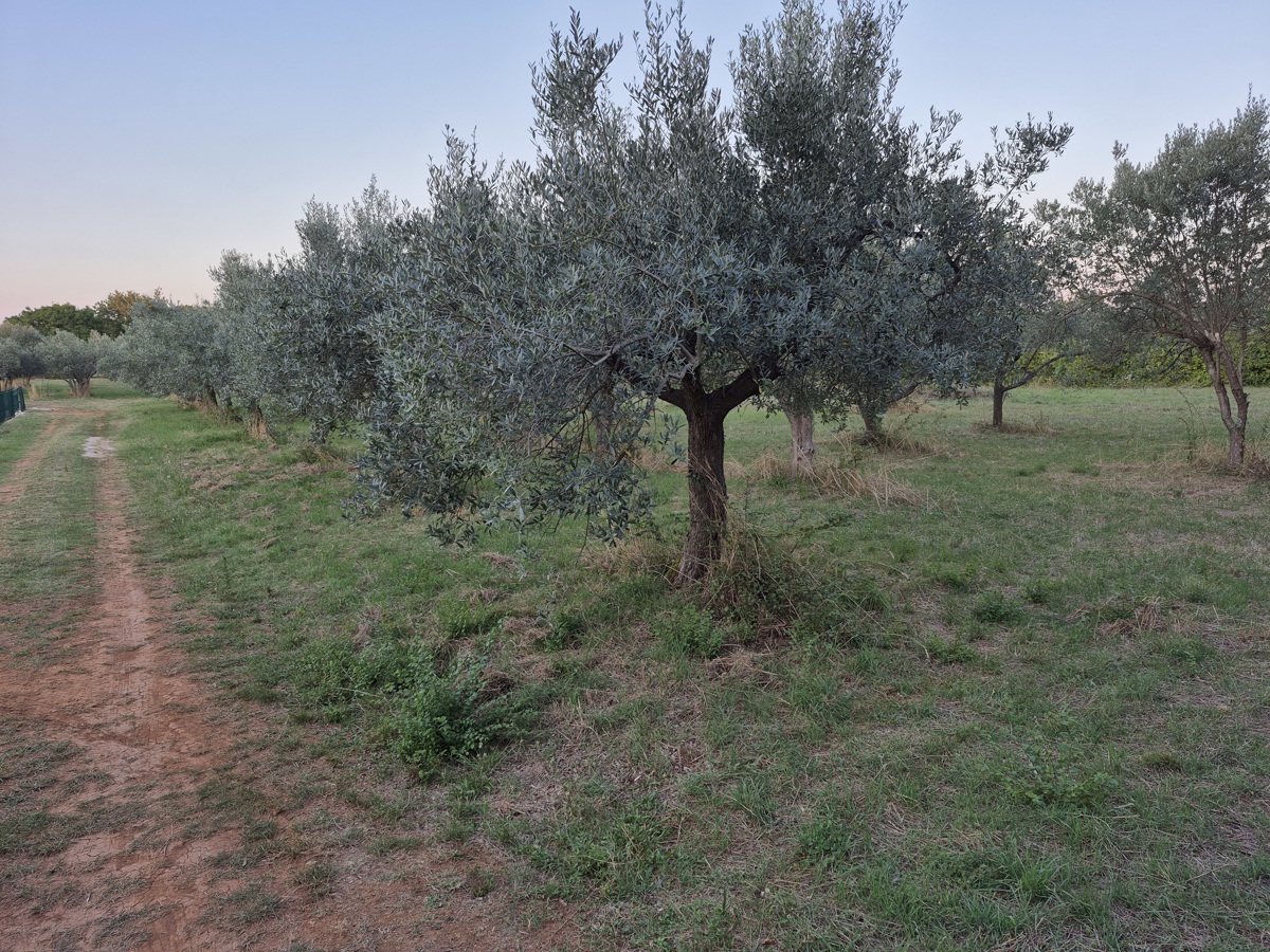 Kmetijsko zemljišče Mali Vareški, Marčana, 4.503m2
