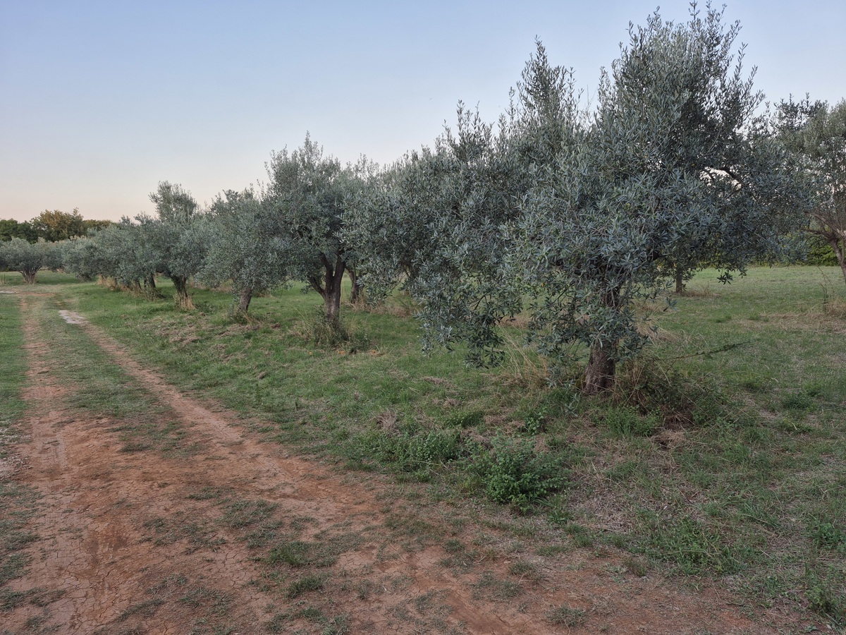 Kmetijsko zemljišče Mali Vareški, Marčana, 4.503m2