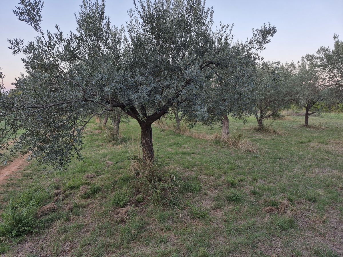 Kmetijsko zemljišče Mali Vareški, Marčana, 4.503m2