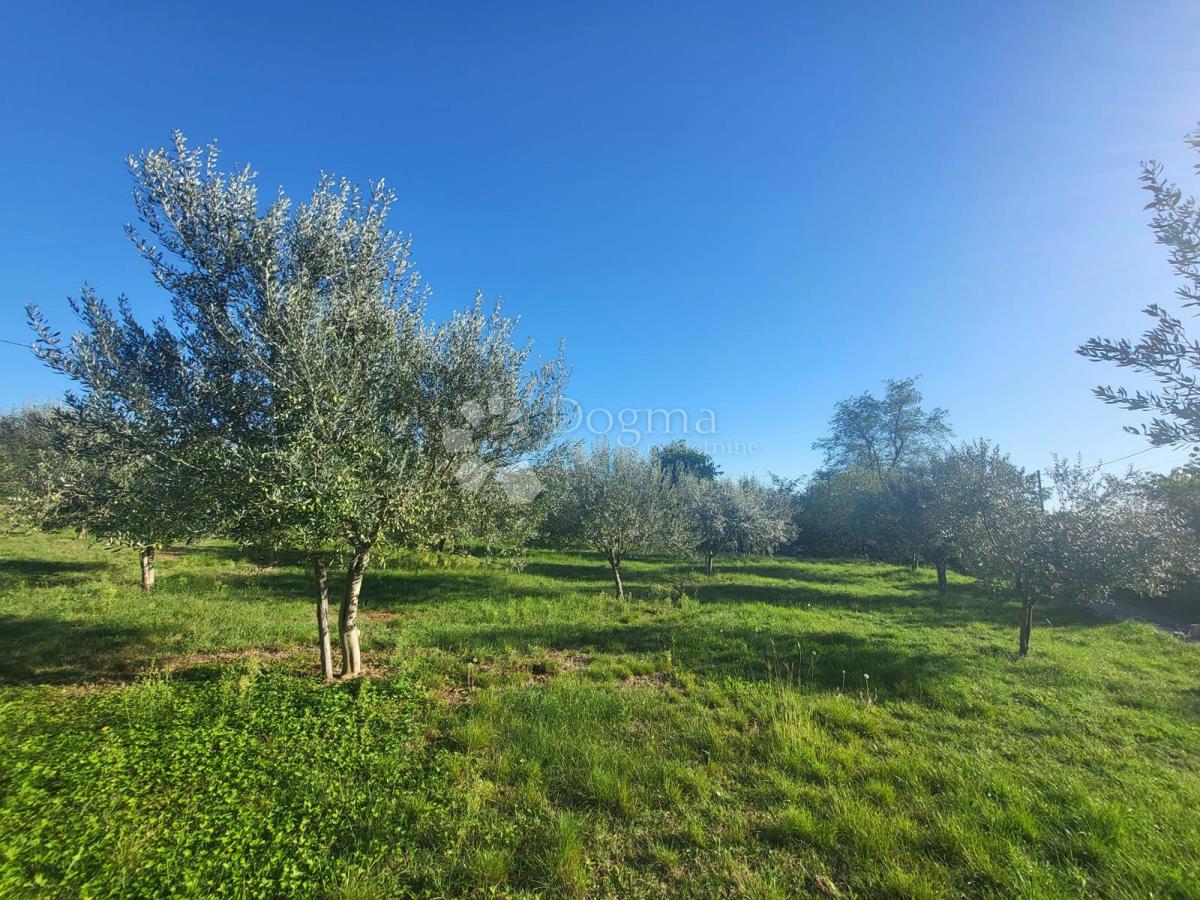 Gradbena parcela z lepimi oljkami - 20 minut od Poreča