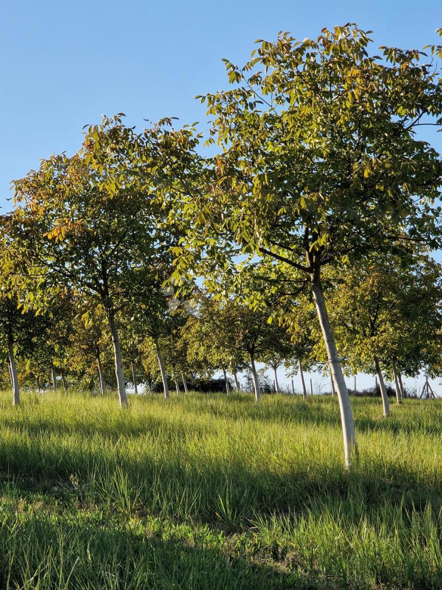 Kmetijsko zemljišče Đakovo, 40.557m2