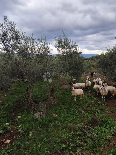 Zazidljivo zemljišče Vrh, Krk, 4.778m2