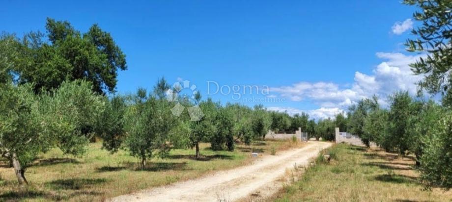 HIŠA Z OLJČNIM NASAJEM – MARČANA