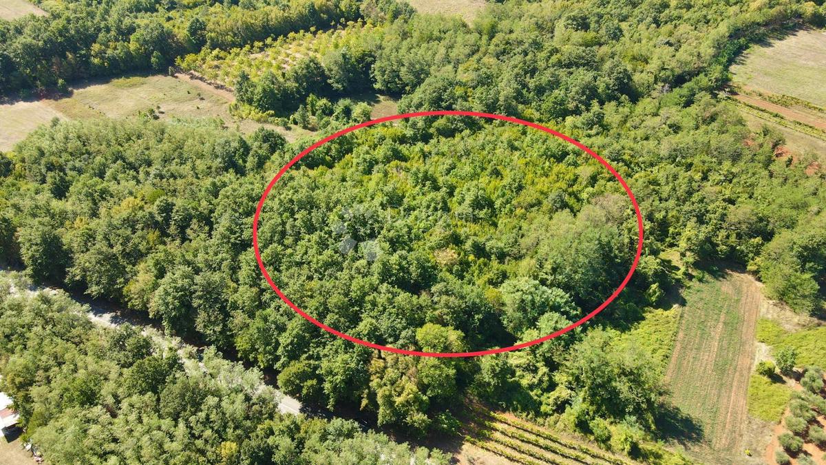 Zemljišče Barban, 11.669m2