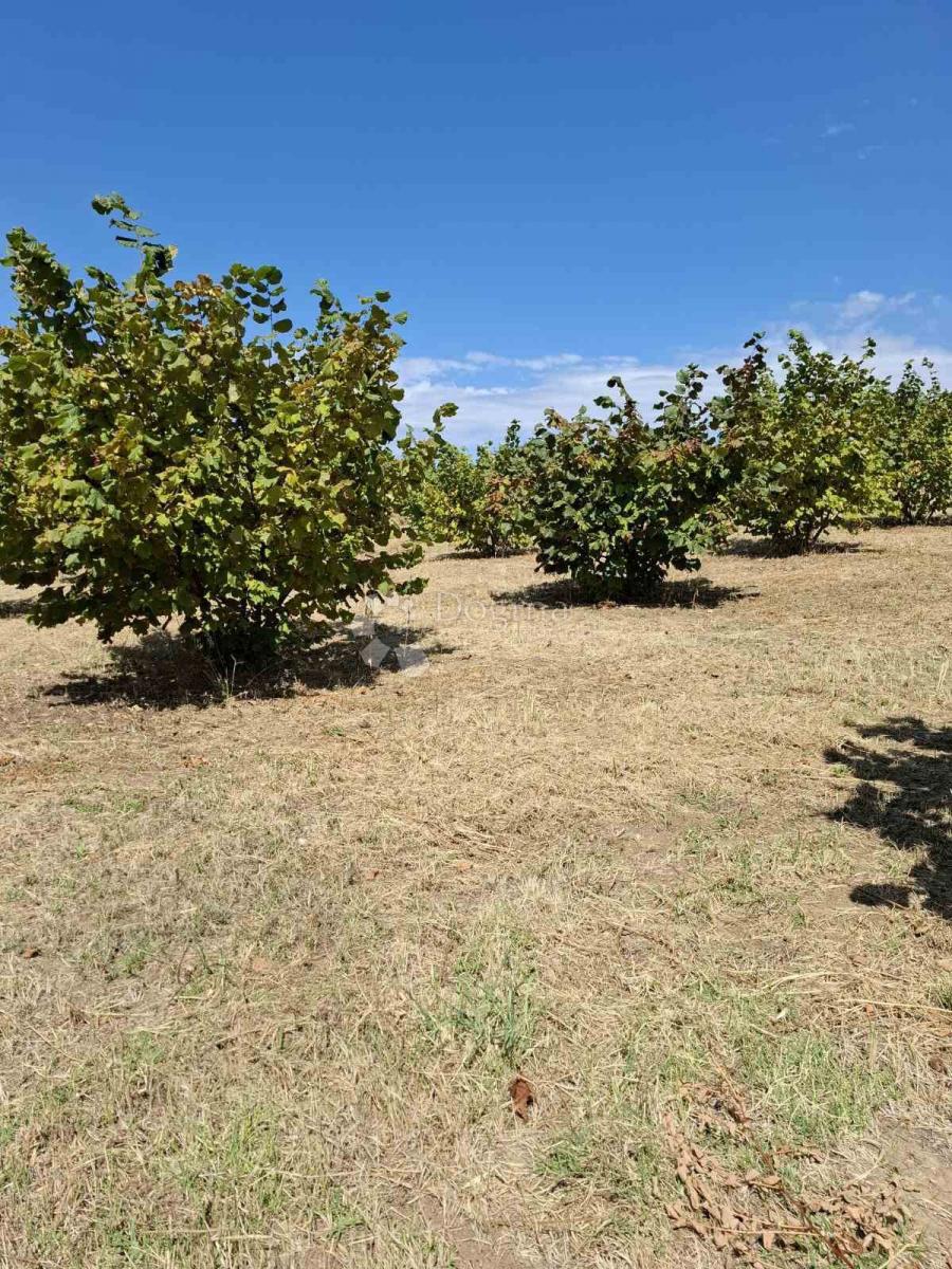 Kmetijsko zemljišče Branjin Vrh, Beli Manastir, 45.407m2