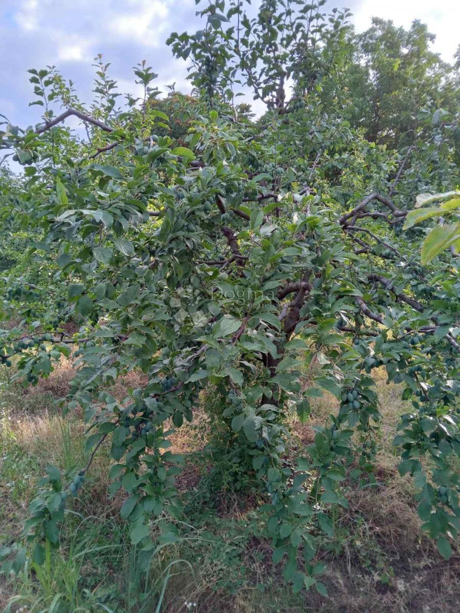 Kmetijsko zemljišče Branjin Vrh, Beli Manastir, 45.407m2