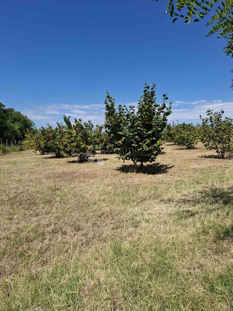 Kmetijsko zemljišče Branjin Vrh, Beli Manastir, 45.407m2