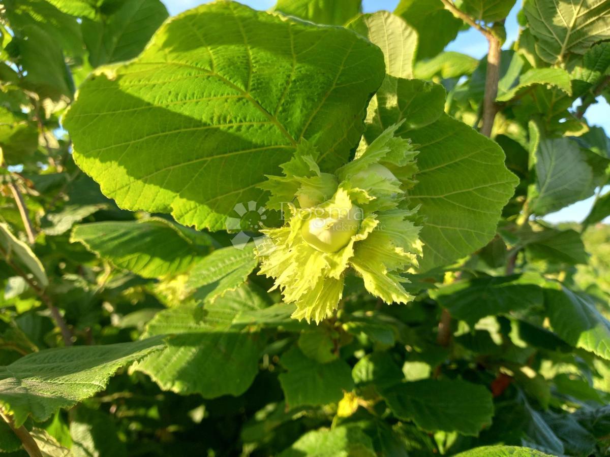 Kmetijsko zemljišče Branjin Vrh, Beli Manastir, 45.407m2