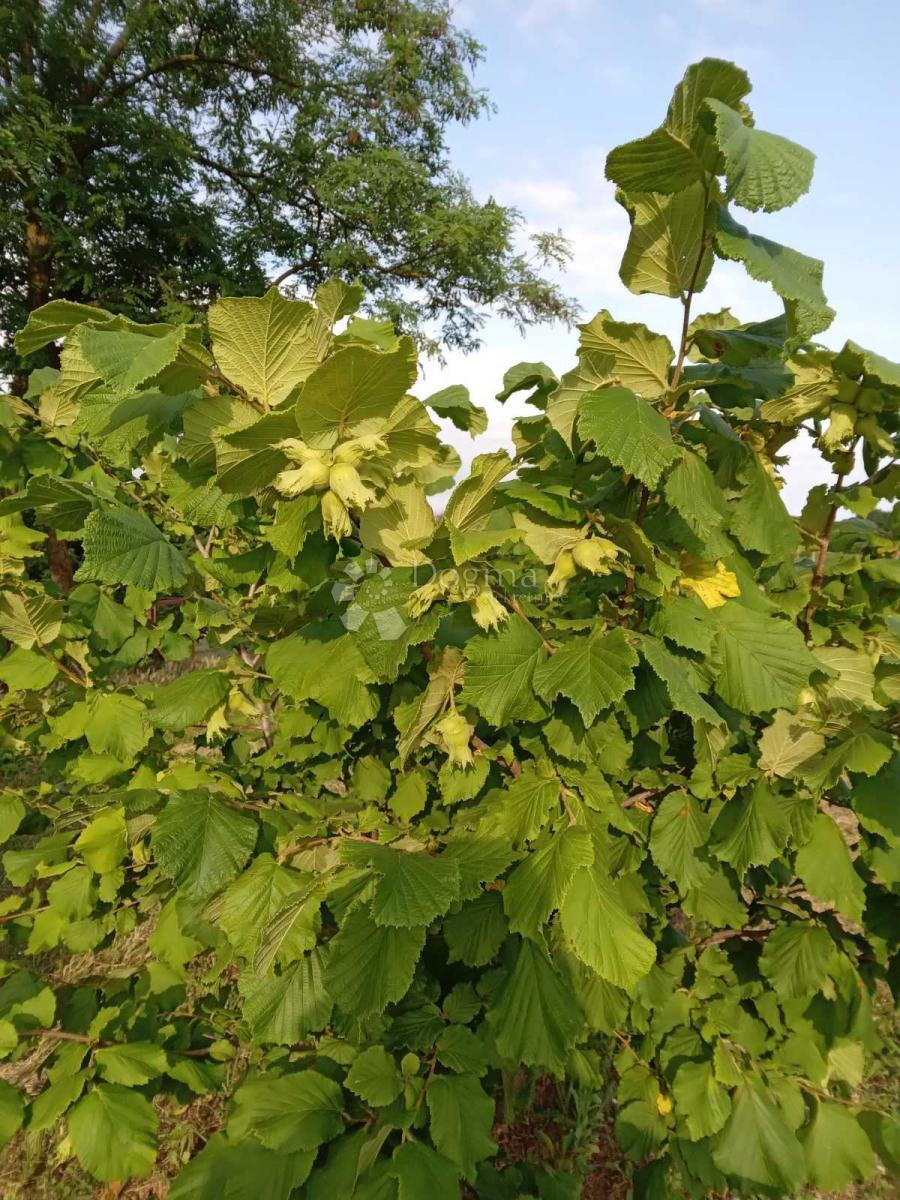 Kmetijsko zemljišče Branjin Vrh, Beli Manastir, 45.407m2