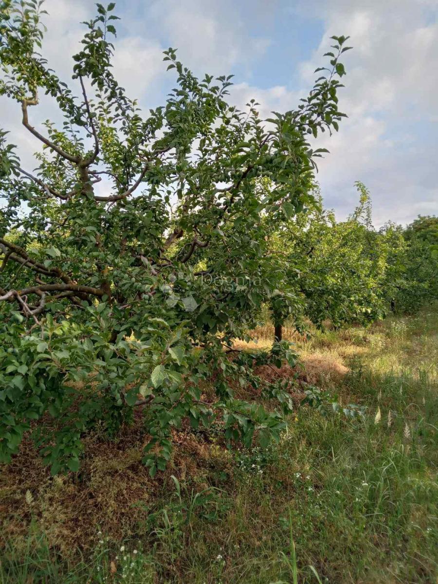 Kmetijsko zemljišče Branjin Vrh, Beli Manastir, 45.407m2