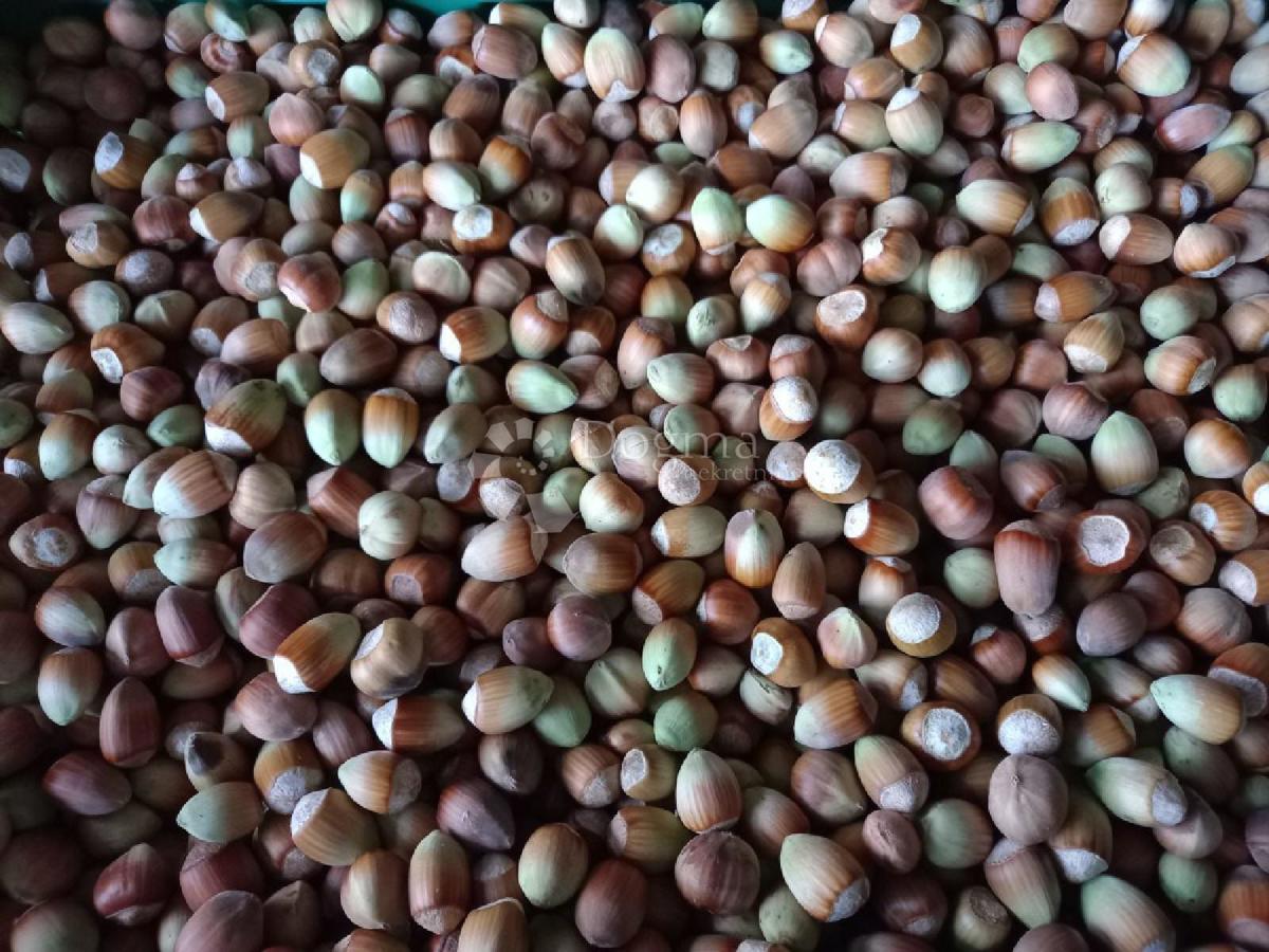 Kmetijsko zemljišče Branjin Vrh, Beli Manastir, 45.407m2