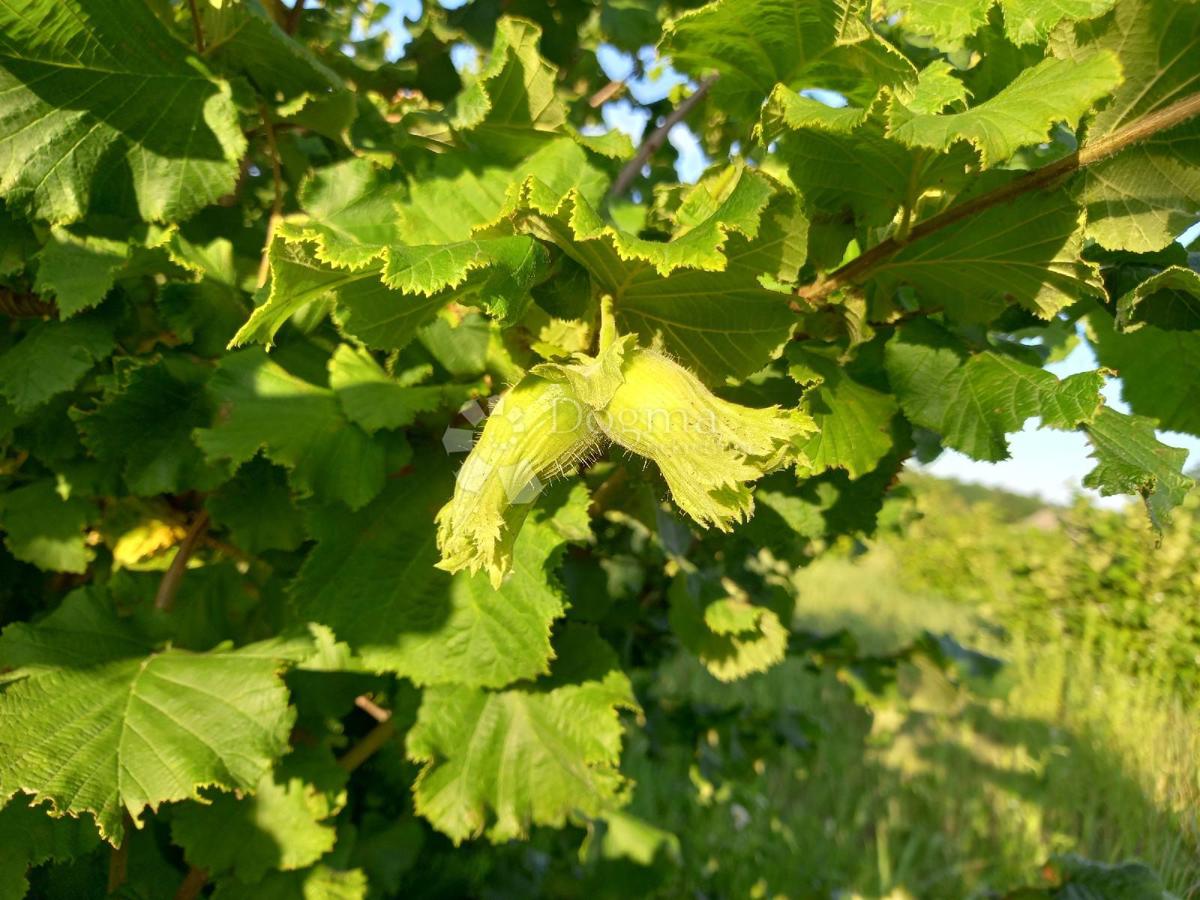 Kmetijsko zemljišče Branjin Vrh, Beli Manastir, 45.407m2