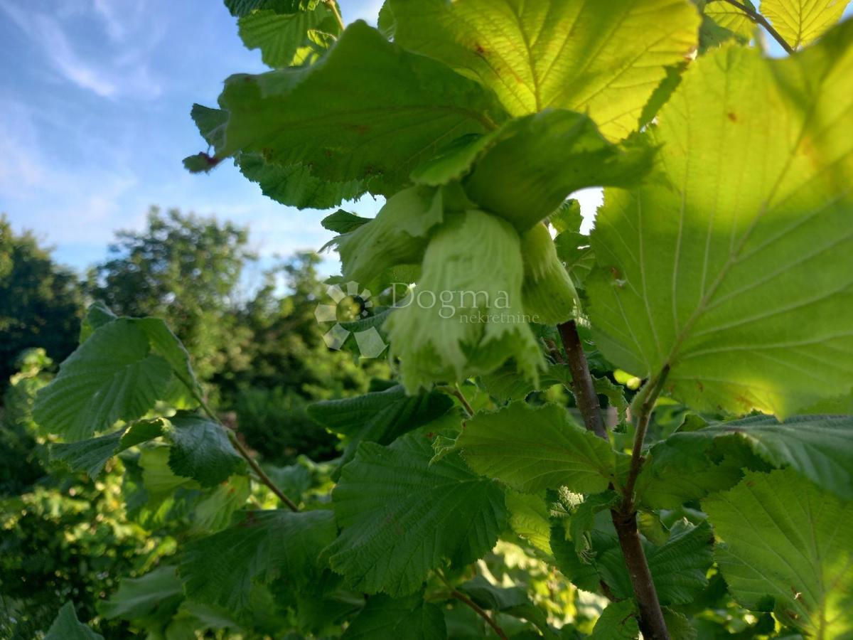 Kmetijsko zemljišče Branjin Vrh, Beli Manastir, 45.407m2