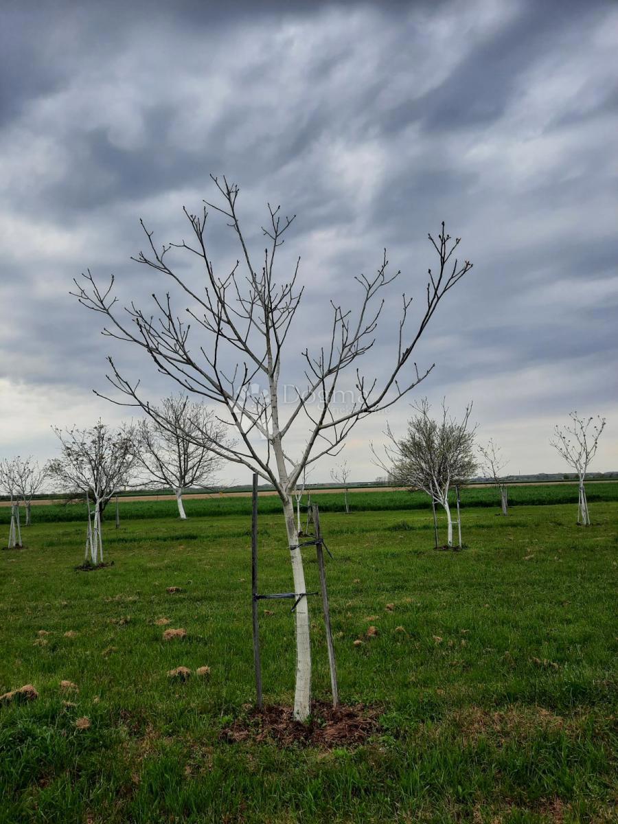 Kmetijsko zemljišče Petrijevci, 10.500m2