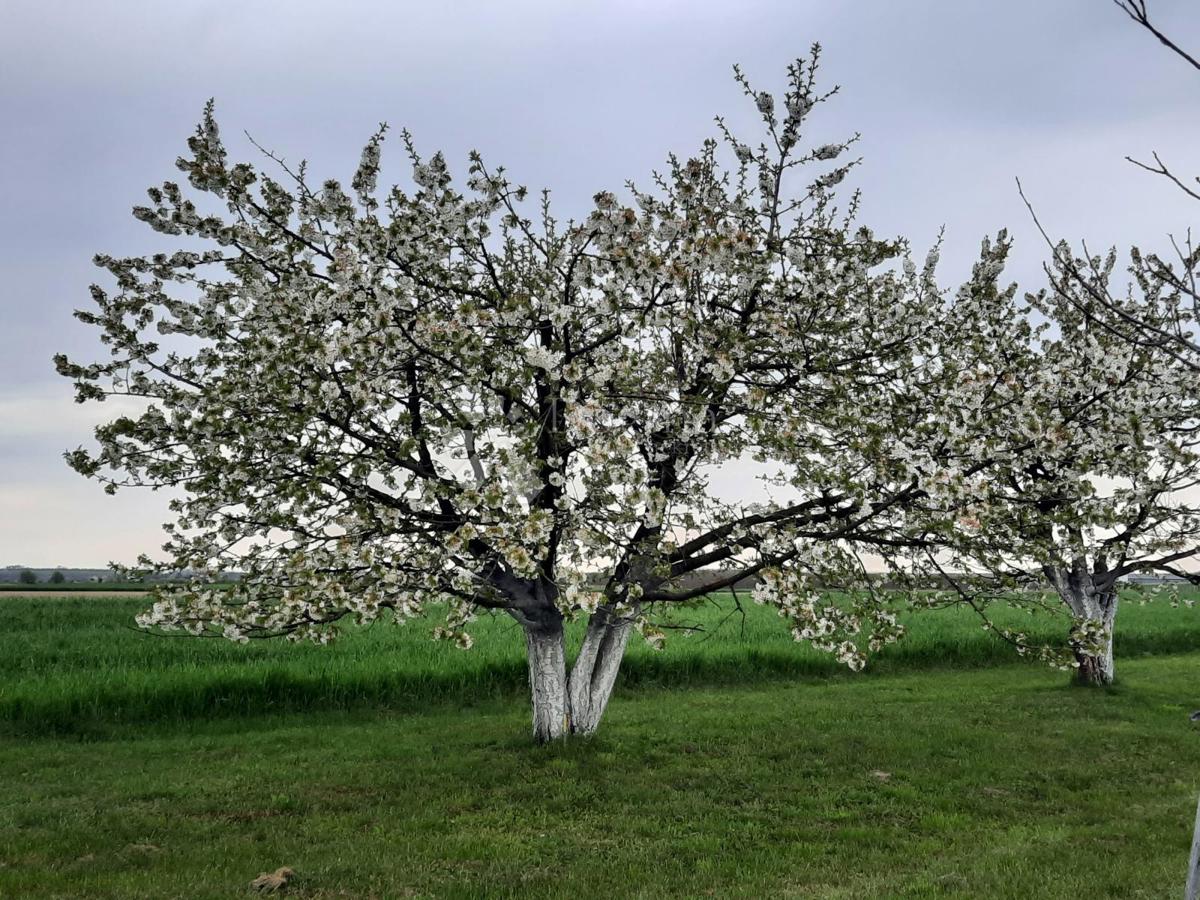 Kmetijsko zemljišče Petrijevci, 10.500m2