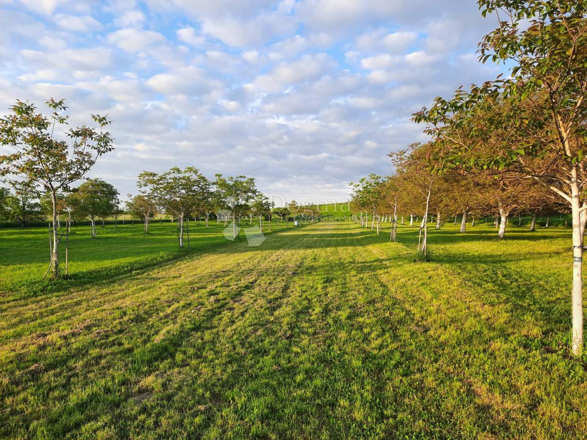 Kmetijsko zemljišče Petrijevci, 10.500m2