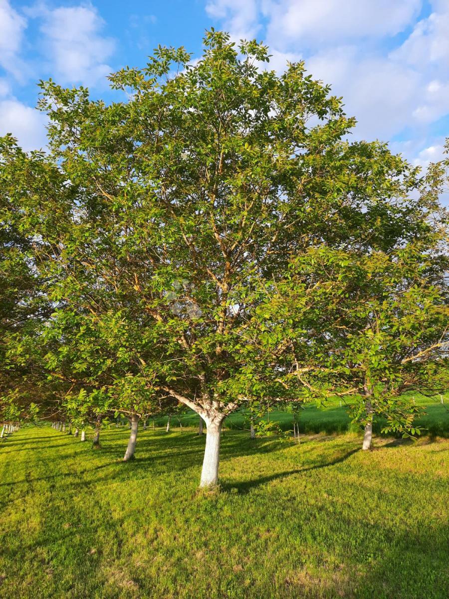 Kmetijsko zemljišče Petrijevci, 10.500m2