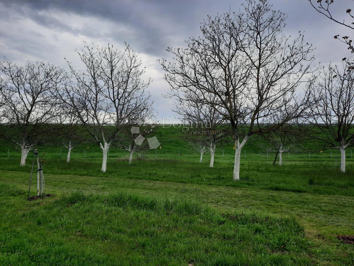 Kmetijsko zemljišče Petrijevci, 10.500m2