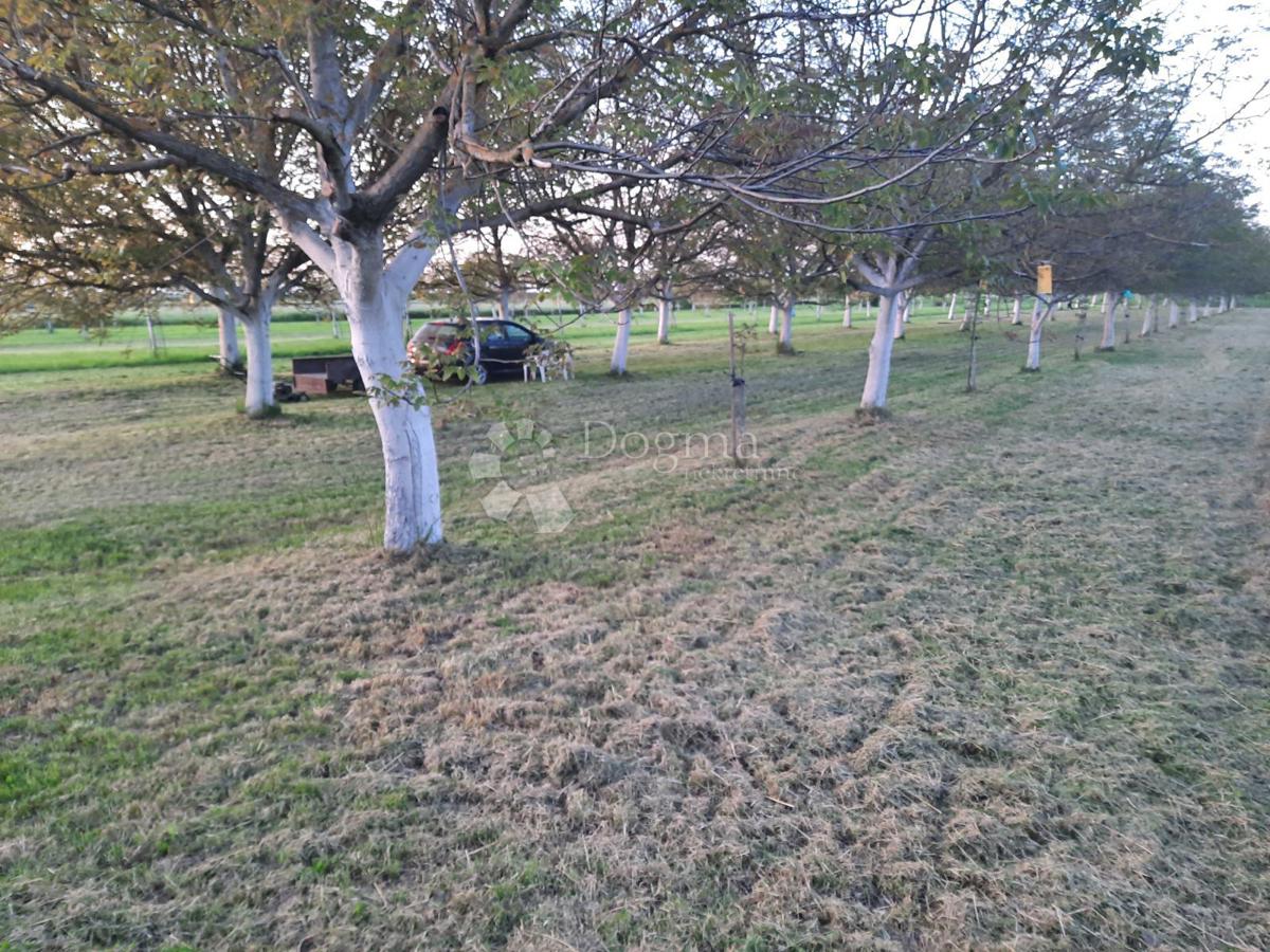 Kmetijsko zemljišče Petrijevci, 10.500m2