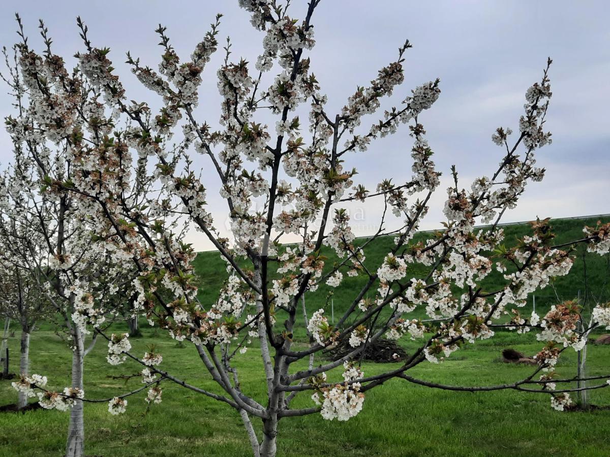 Kmetijsko zemljišče Petrijevci, 10.500m2