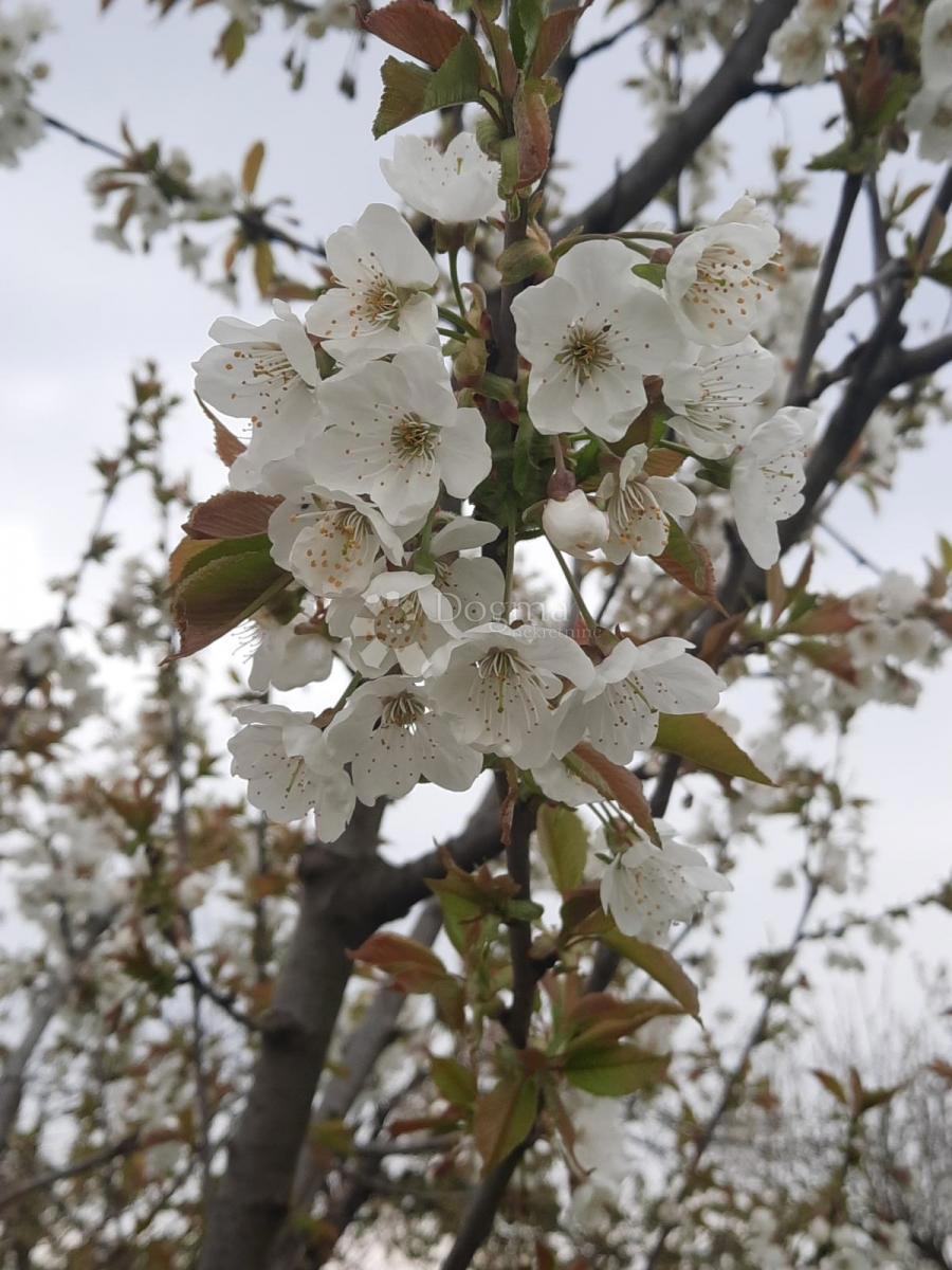 Kmetijsko zemljišče Petrijevci, 10.500m2