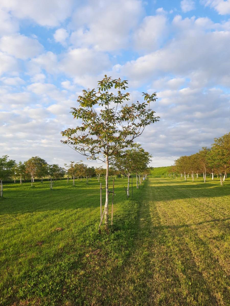 Kmetijsko zemljišče Petrijevci, 10.500m2