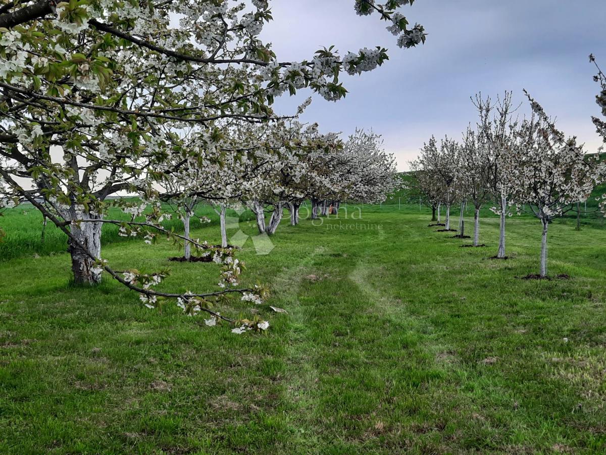 Kmetijsko zemljišče Petrijevci, 10.500m2
